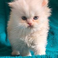 Gatto persiano MASCHIO