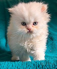 Gatto persiano MASCHIO