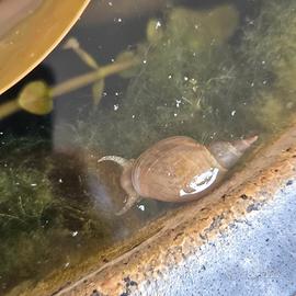 5 Lumache Lymnaea stagnalis - lumaca di stagno