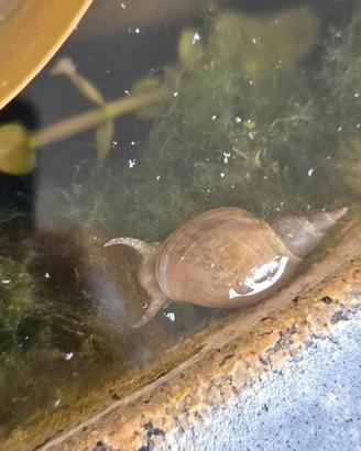 5 Lumache Lymnaea stagnalis - lumaca di stagno