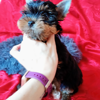 Yorkshire Terrier Femmina