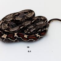 Serpenti BCI IMG jungle annuncio n4