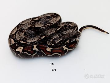 Serpenti BCI IMG jungle annuncio n4