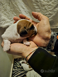 Cuccioli di Jack Russell broken