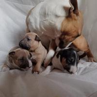 Bull terrier mini