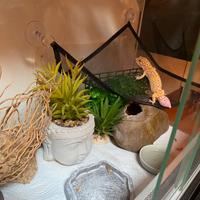 Geco leopardino + teca e accessori