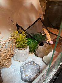 Geco leopardino + teca e accessori