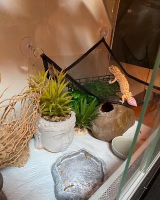Geco leopardino + teca e accessori