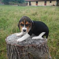 Cuccioli Beagle giocherelloni