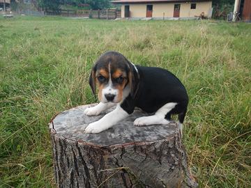 Cuccioli Beagle giocherelloni