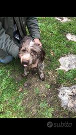 Cuccioli di Lagotto