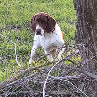 Bracco italiano femmina per accoppiamento