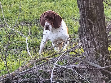Bracco italiano femmina per accoppiamento