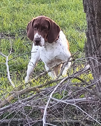 Bracco italiano femmina per accoppiamento