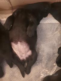 Cuccioli di Labrador