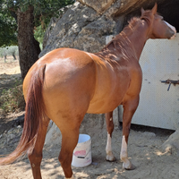 Cavalla paint con doc americani