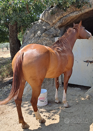 Cavalla paint con doc americani