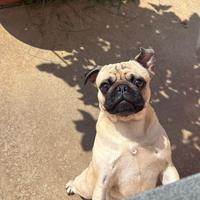 Carlino disponibile per monta