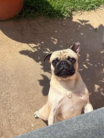 Carlino disponibile per monta