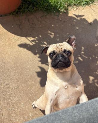 Carlino disponibile per monta