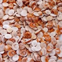 Occhi di santa Lucia del mediterraneo