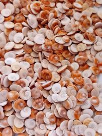 Occhi di santa Lucia del mediterraneo