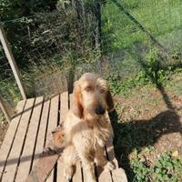 Segugio italiano pelo forte