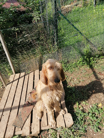 Segugio italiano pelo forte