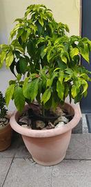 Pianta Avocado
