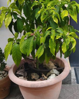 Pianta Avocado