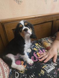 Cuccioli Cavalier King PEDIGREE CERTIFICAZIONI