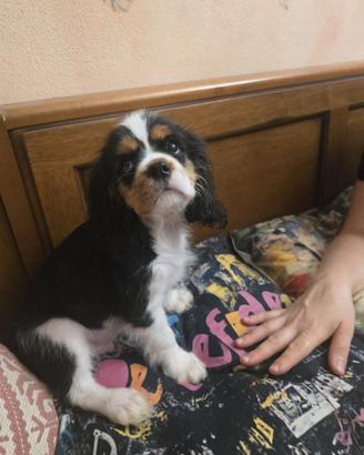Cuccioli Cavalier King PEDIGREE CERTIFICAZIONI