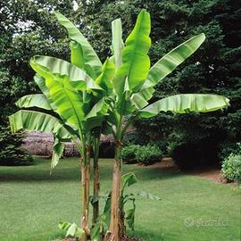 Piante di banano