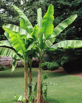 Piante di banano