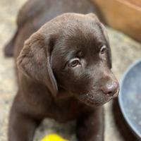 Labrador chocolate femmina con pedigree ULTIMA