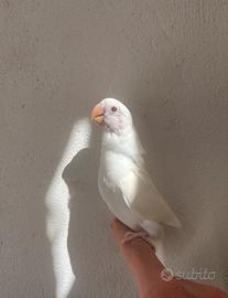 Inseparabile allevato a mano