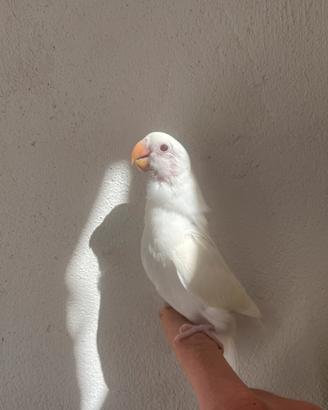 Inseparabile allevato a mano