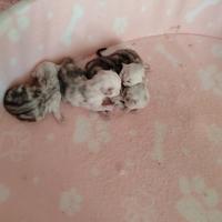 Persiani purissimi occhi verdi smeraldo