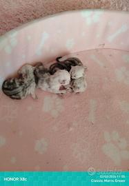 Persiani purissimi occhi verdi smeraldo