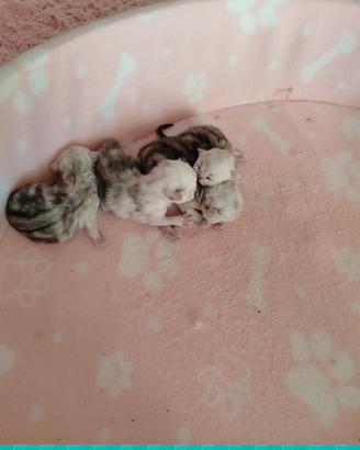 Persiani purissimi occhi verdi smeraldo