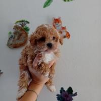 Maltipoo