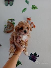 Maltipoo