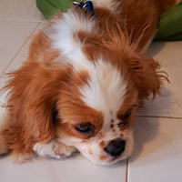 Cavalier king charles spaniel