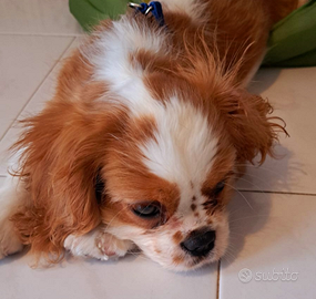 Cavalier king charles spaniel