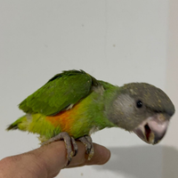 Pappagallo del senegal docile