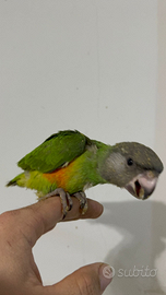 Pappagallo del senegal docile