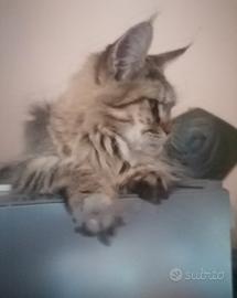 Cucciolona Maine Coon