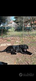 Cuccioli di cane corso