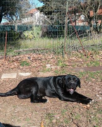 Cuccioli di cane corso