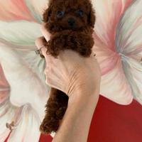 Barboncini Toy e Minitoy red ALLEVAMENTO PROFESS